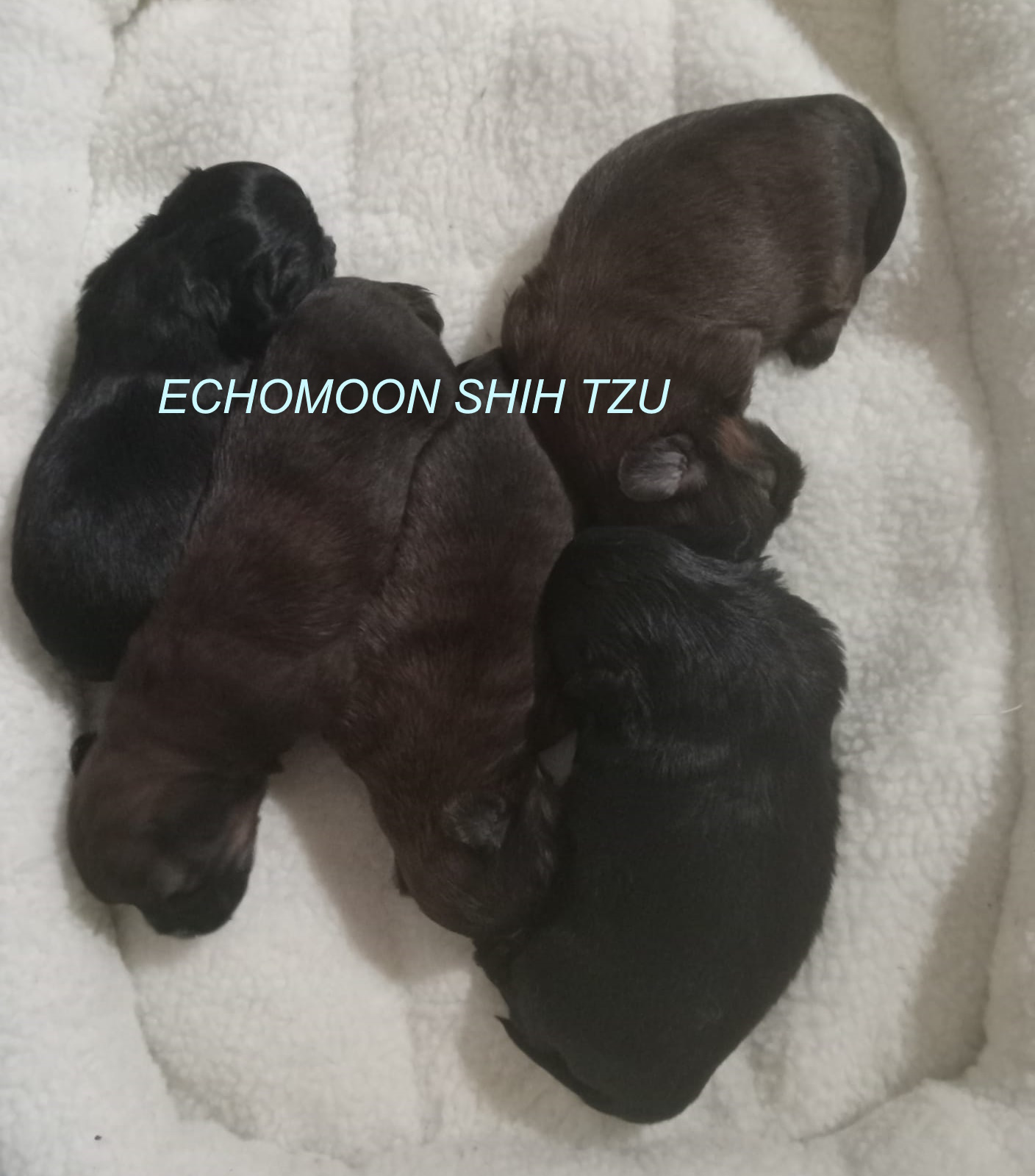 Mocha Puppies