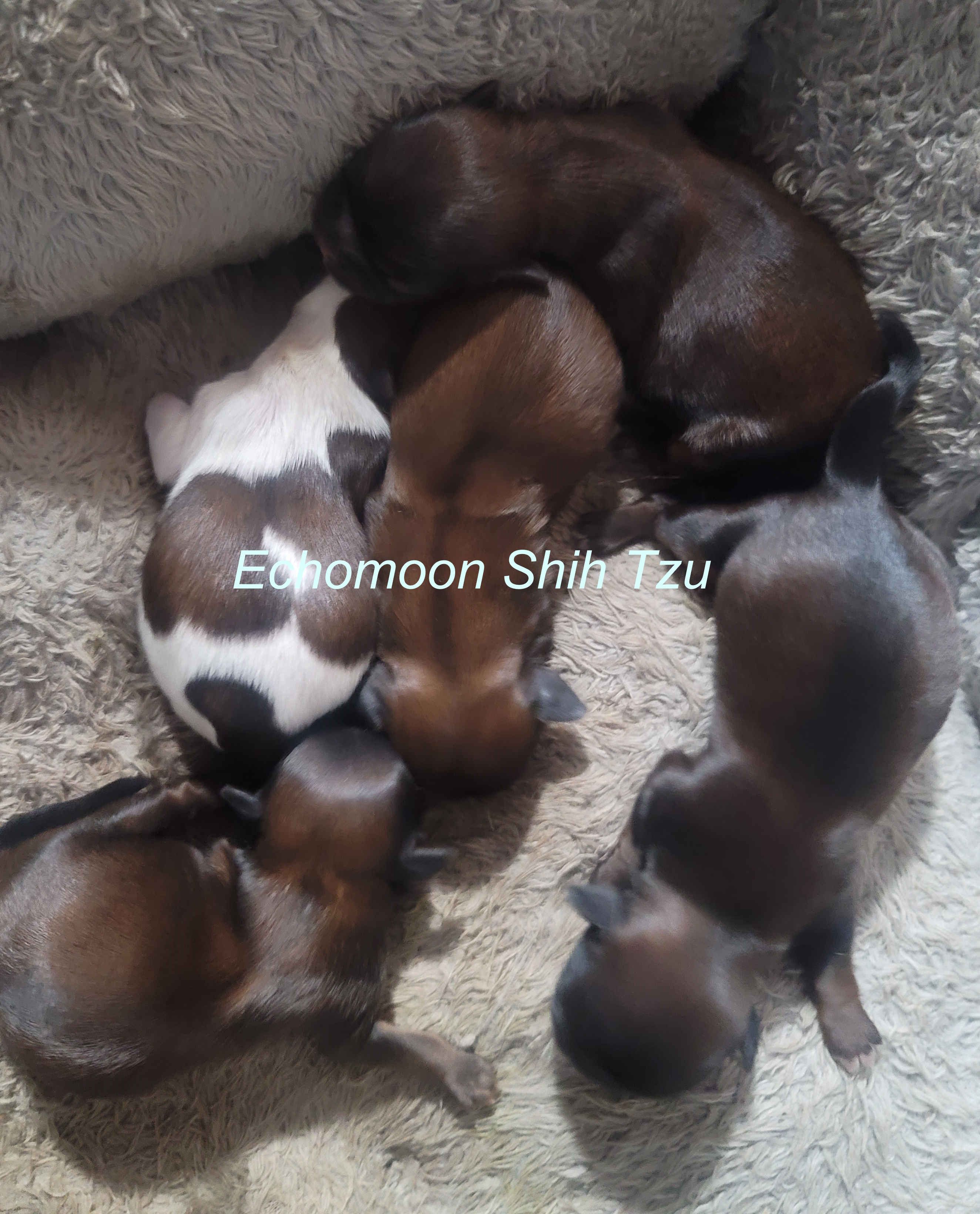 Pixie Puppies